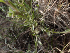 Achyranthemum affine