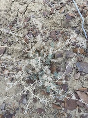 Astragalus kentrophyta elatus