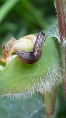 Spodoptera cosmioides
