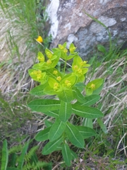 Euphorbia hyberna