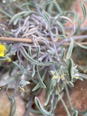Physaria intermedia