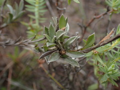 Achyranthemum affine