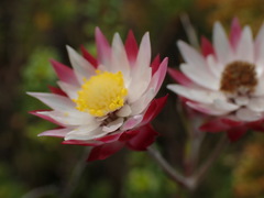 Achyranthemum affine