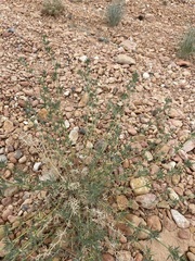 Astragalus kentrophyta elatus