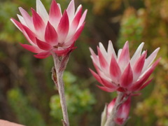 Achyranthemum affine