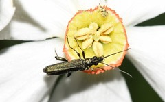 Oedemera virescens