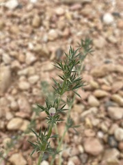 Astragalus kentrophyta elatus