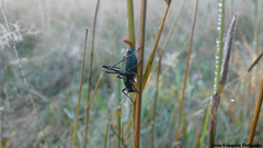 Stenophyllia modesta