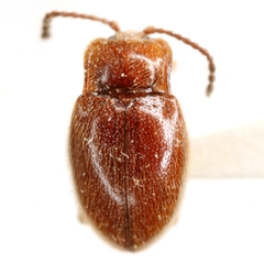Danae testacea