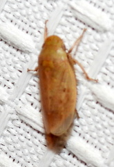 Negosiana dualis