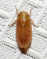 Negosiana dualis