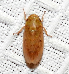 Negosiana dualis