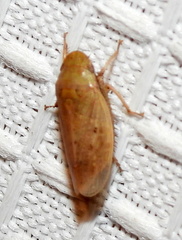 Negosiana dualis