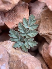 Cymopterus rosei