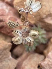 Cymopterus rosei