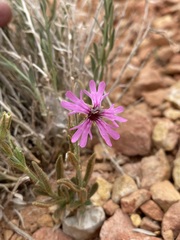 Silene petersonii