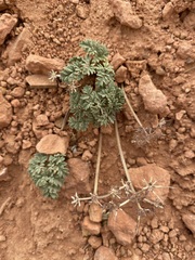 Cymopterus rosei