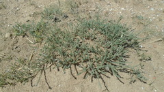 Reaumuria songarica