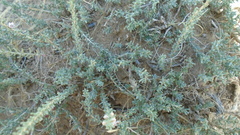 Reaumuria songarica