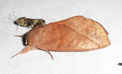 Hemiceras domingonis