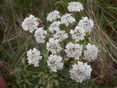Heracleum sphondylium sphondylium