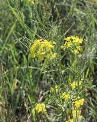 Erysimum canescens
