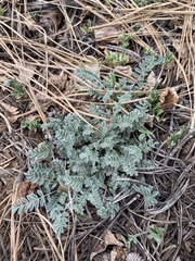 Astragalus argophyllus
