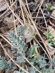 Astragalus argophyllus