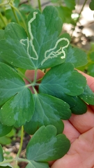 Phytomyza aquilegivora