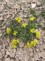 Lomatium minimum