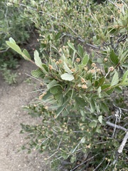 Cercocarpus montanus