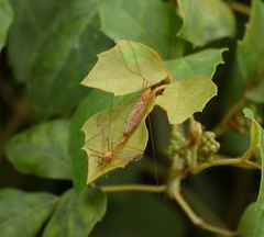 Nephrotoma wulpiana