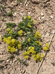 Lomatium minimum