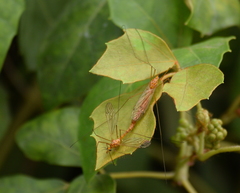 Nephrotoma wulpiana