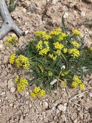 Lomatium minimum