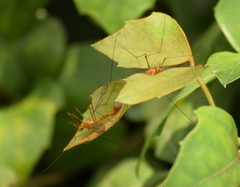 Nephrotoma wulpiana