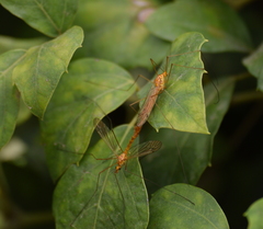 Nephrotoma wulpiana