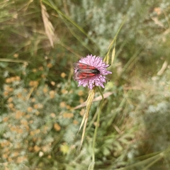 Zygaena cynarae