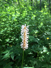 Bistorta officinalis