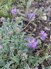 Oxytropis oreophila