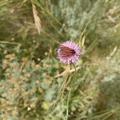 Zygaena cynarae