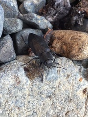 Melanophila acuminata