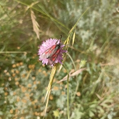 Zygaena cynarae