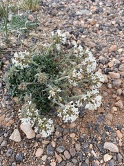 Ipomopsis spicata tridactyla