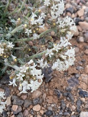 Ipomopsis spicata tridactyla