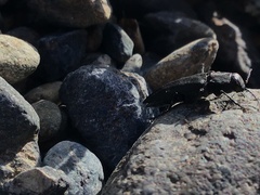 Melanophila acuminata