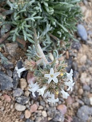 Ipomopsis spicata tridactyla
