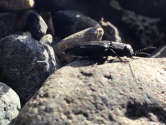 Melanophila acuminata