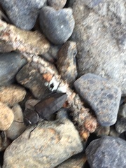 Melanophila acuminata