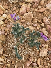 Oxytropis oreophila